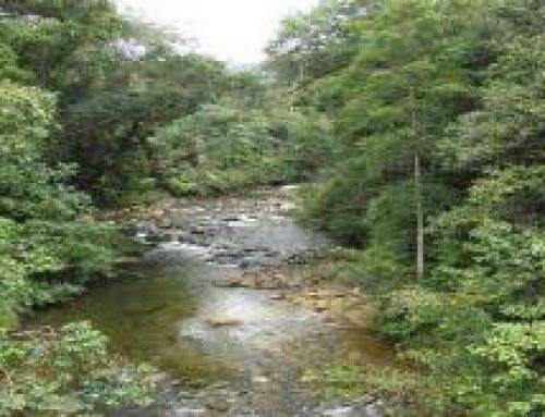 Sinharaja rain forest